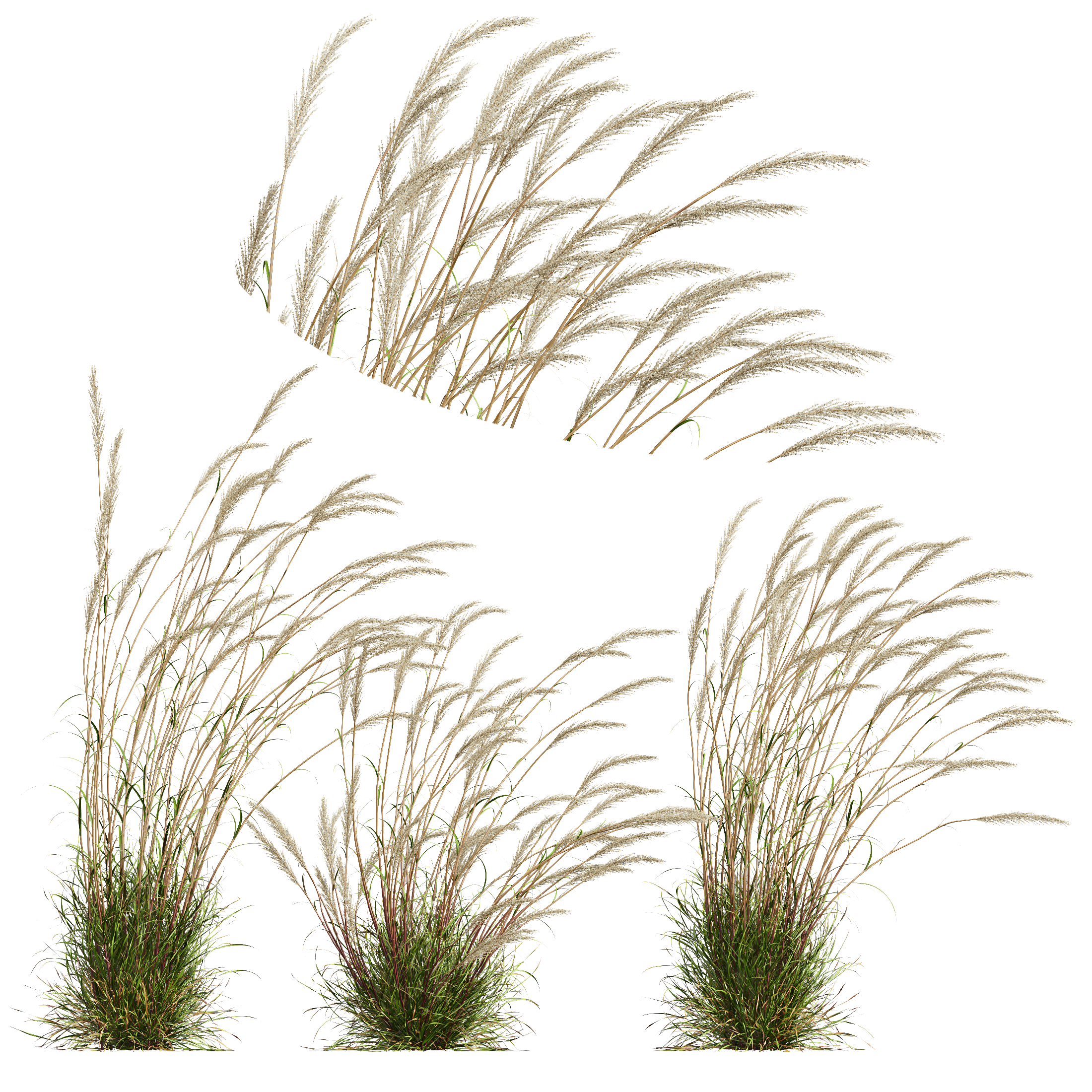 HQ Plants Calamagrostis Acutiflora Karl Foerster V3 Windy